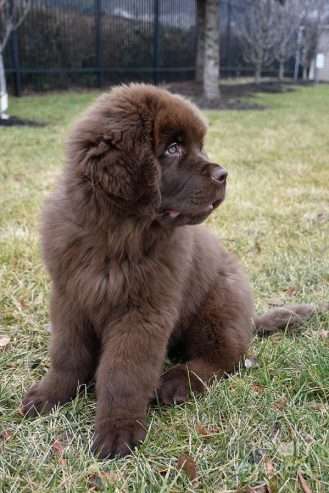 Furry and Fluffy Brown Newfoundland Puppies