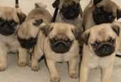 Pug puppies for free adoption