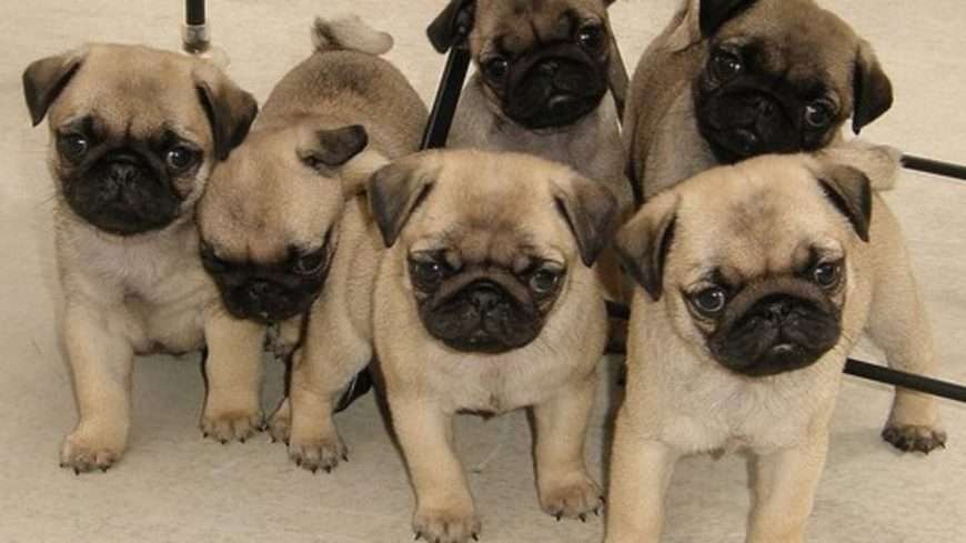 Pug puppies for free adoption