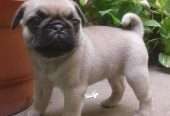 Pug puppies for free adoption