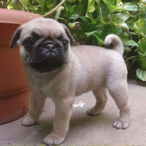 Pug puppies for free adoption