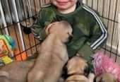 Pug puppies for free adoption