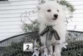 American Eskimo Puppies.