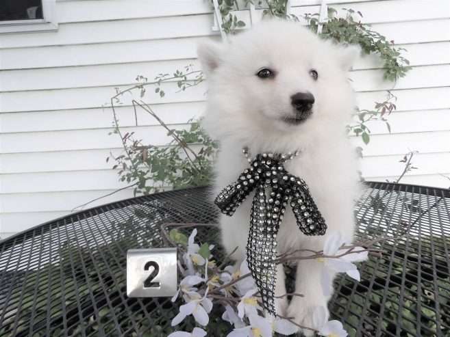 American Eskimo Puppies.