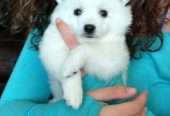 American Eskimo Puppies.