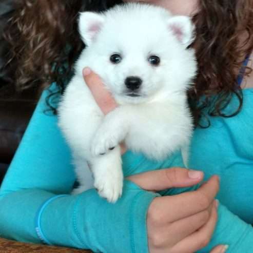 American Eskimo Puppies.