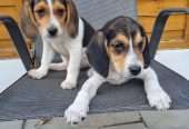 Beautiful Beagle Puppies