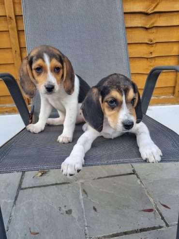 Beautiful Beagle Puppies