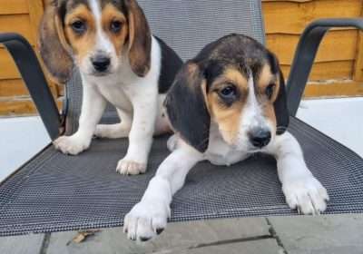 Beagle-puppies