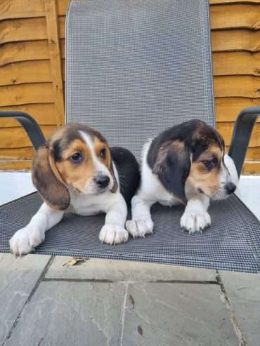 Beagle-puppiesa