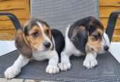 Beautiful Beagle Puppies