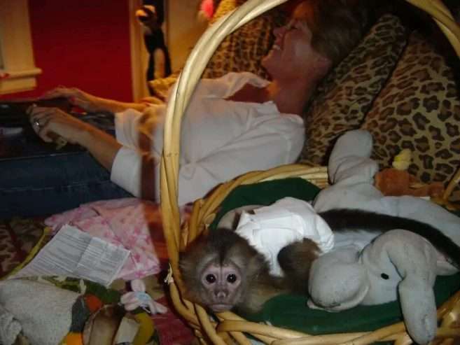 Capuchin Marmoset for sale