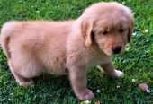 golden retriever pups for sale