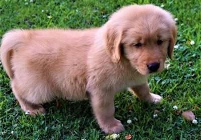 golden-retriever-puppy-picture-1de587a3-9be4-4f65-be56-64e493d77b2a