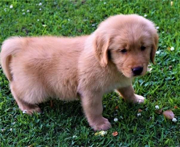 golden retriever pups for sale