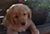 golden retriever pups for sale