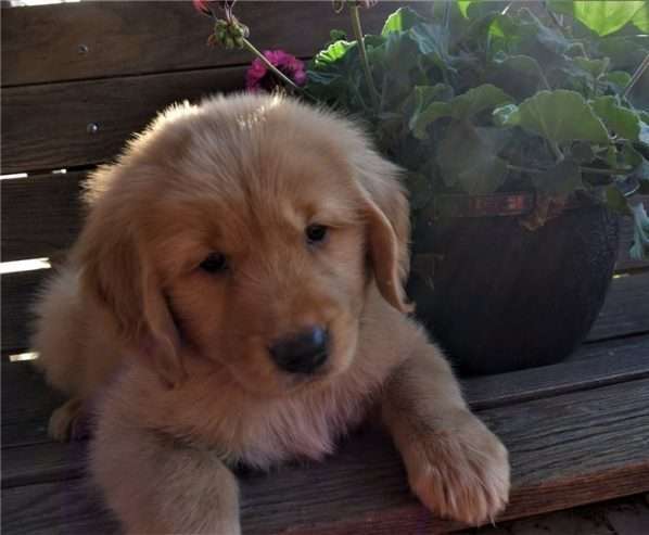 golden retriever pups for sale