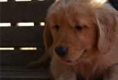 golden retriever pups for sale