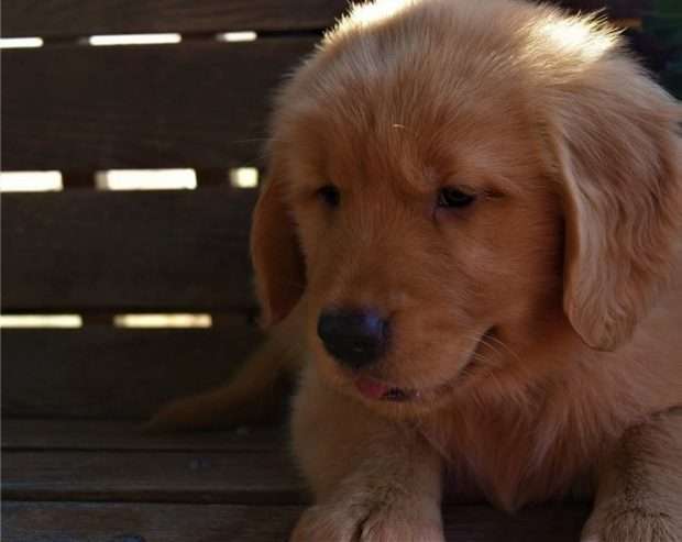 golden retriever pups for sale