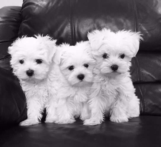 Maltese Puppies For Sale