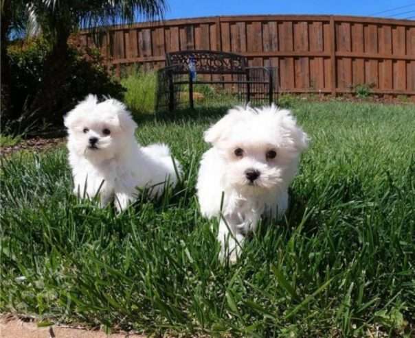 Maltese Puppies For Sale