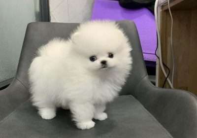 pomeranian_club_1___B75wL0JlcNP___