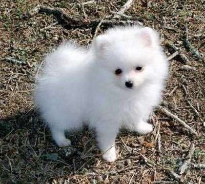 Kc Boy Pomeranians .