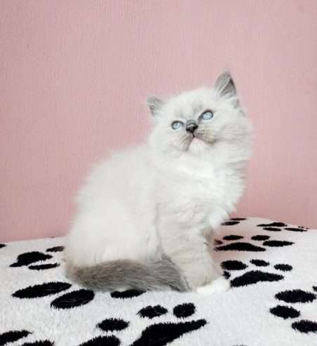 Neutered ragdoll kittens for sale