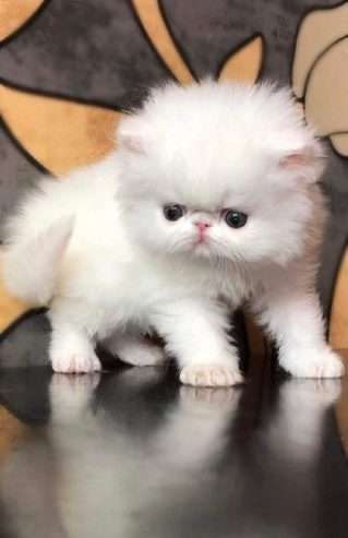 litter persian kittens for sale