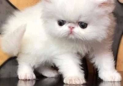 litter persian kittens for sale