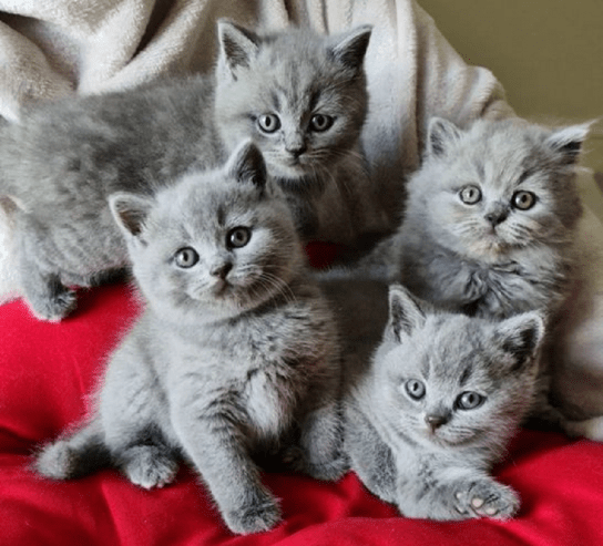 british shorthair kittens