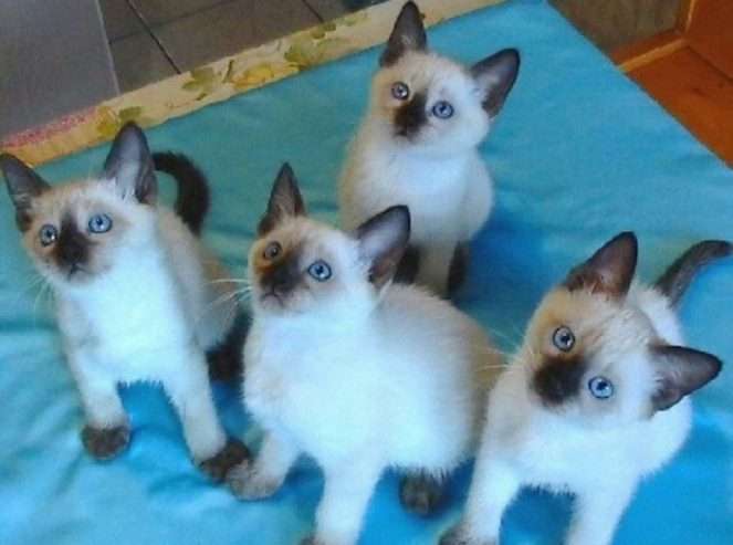 wormed siamese kittens