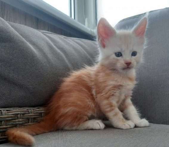 trained and fully weaned maine coon kittens