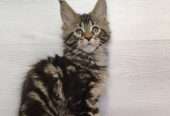 trained and fully weaned maine coon kittens