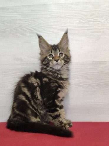 trained and fully weaned maine coon kittens