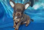 Great characters chihuahua puppies for sale
