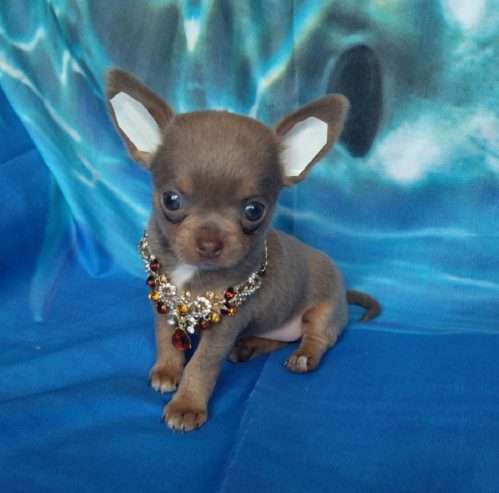 Great characters chihuahua puppies for sale