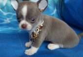 Great characters chihuahua puppies for sale