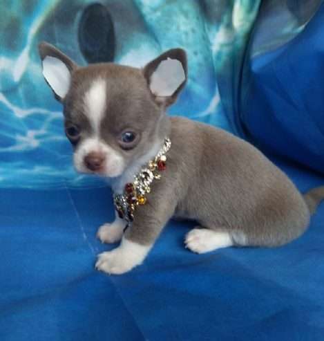 Great characters chihuahua puppies for sale