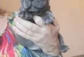 incredible quality french bulldog puppies for sale