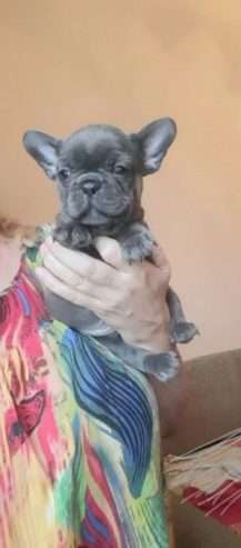 incredible quality french bulldog puppies for sale