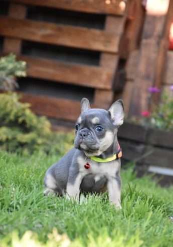 incredible quality french bulldog puppies for sale