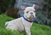 incredible quality french bulldog puppies for sale