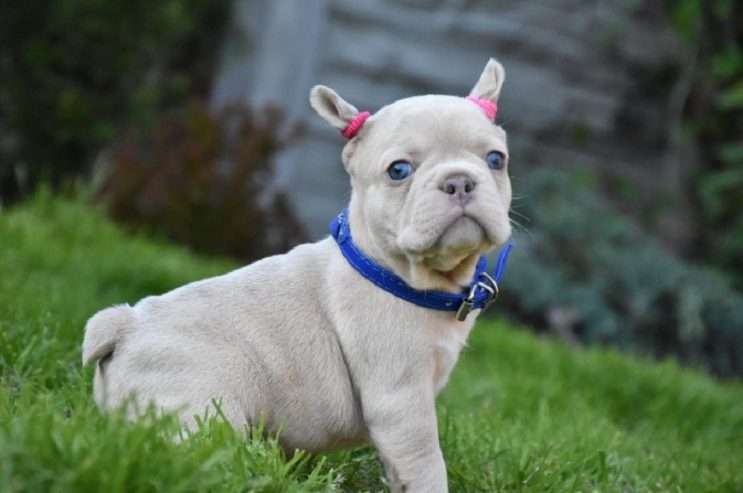 incredible quality french bulldog puppies for sale