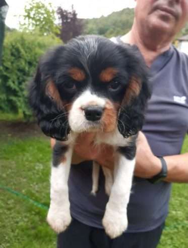 Cavalier king Charles spaniel for sale