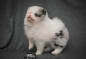 precious pomeranian puppies for sale