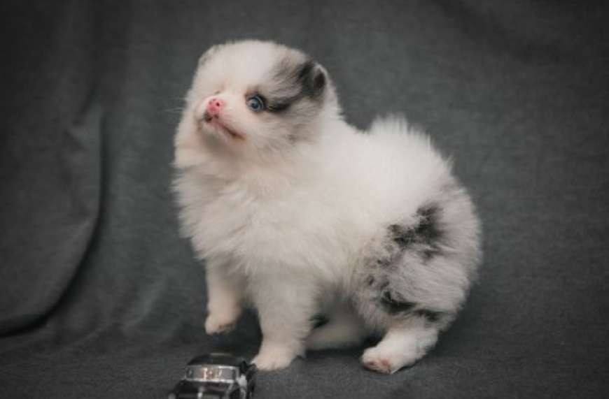 precious pomeranian puppies for sale