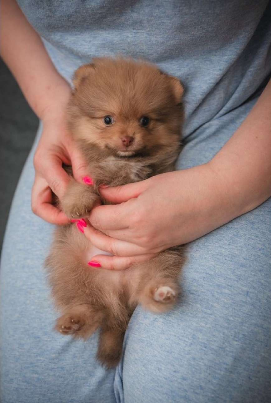 precious pomeranian puppies for sale