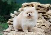 precious pomeranian puppies for sale