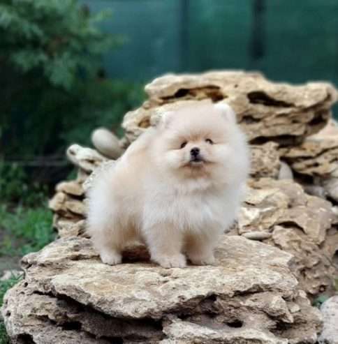 precious pomeranian puppies for sale